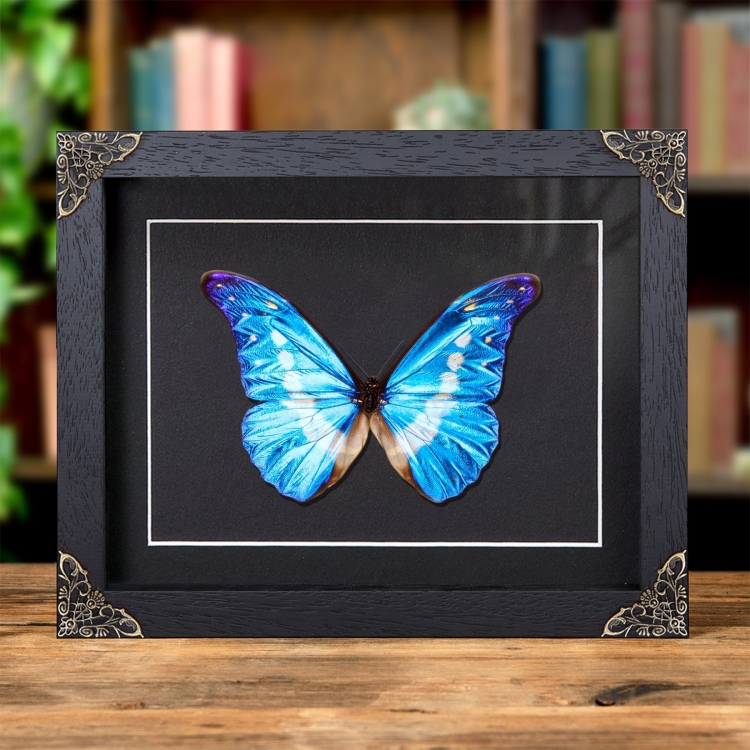 ヘレナモルフォ　120mm BicBugs Morpho helena blue white butterfly Peru