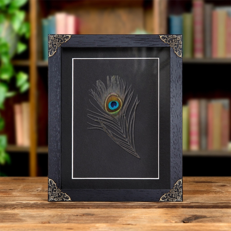 Peacock Feather from an Indian Peafowl In Baroque Style Frame (Pavo cristatus)