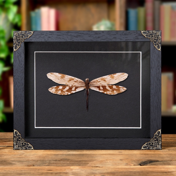 Giant Antlion In Baroque Style Frame (Palpares sp.)