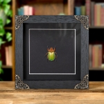 Minibeast Jewel Scarab Beetle In Baroque Style Frame (Plusiotis victorina)