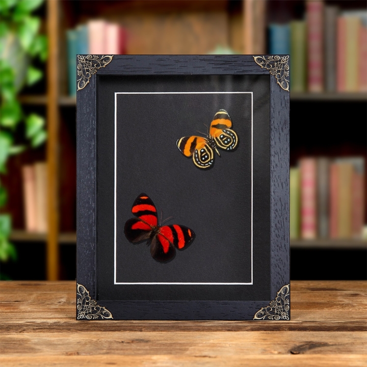 Cynosura eighty-eight Butterfly In Baroque Style Frame (Callicore cynosura) Cynosura eighty-eight Butterfly In Baroque Style Frame (Callicore cynosura)