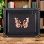 Minibeast Madagascar Emperor moth In Baroque Style Frame (Bunaea aslauga)