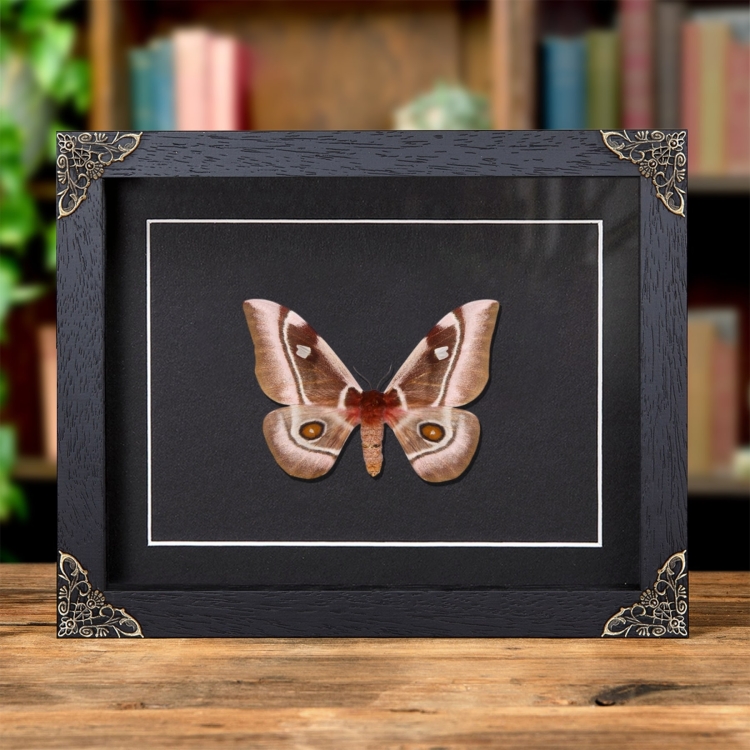 Madagascar Emperor moth In Baroque Style Frame (Bunaea aslauga)