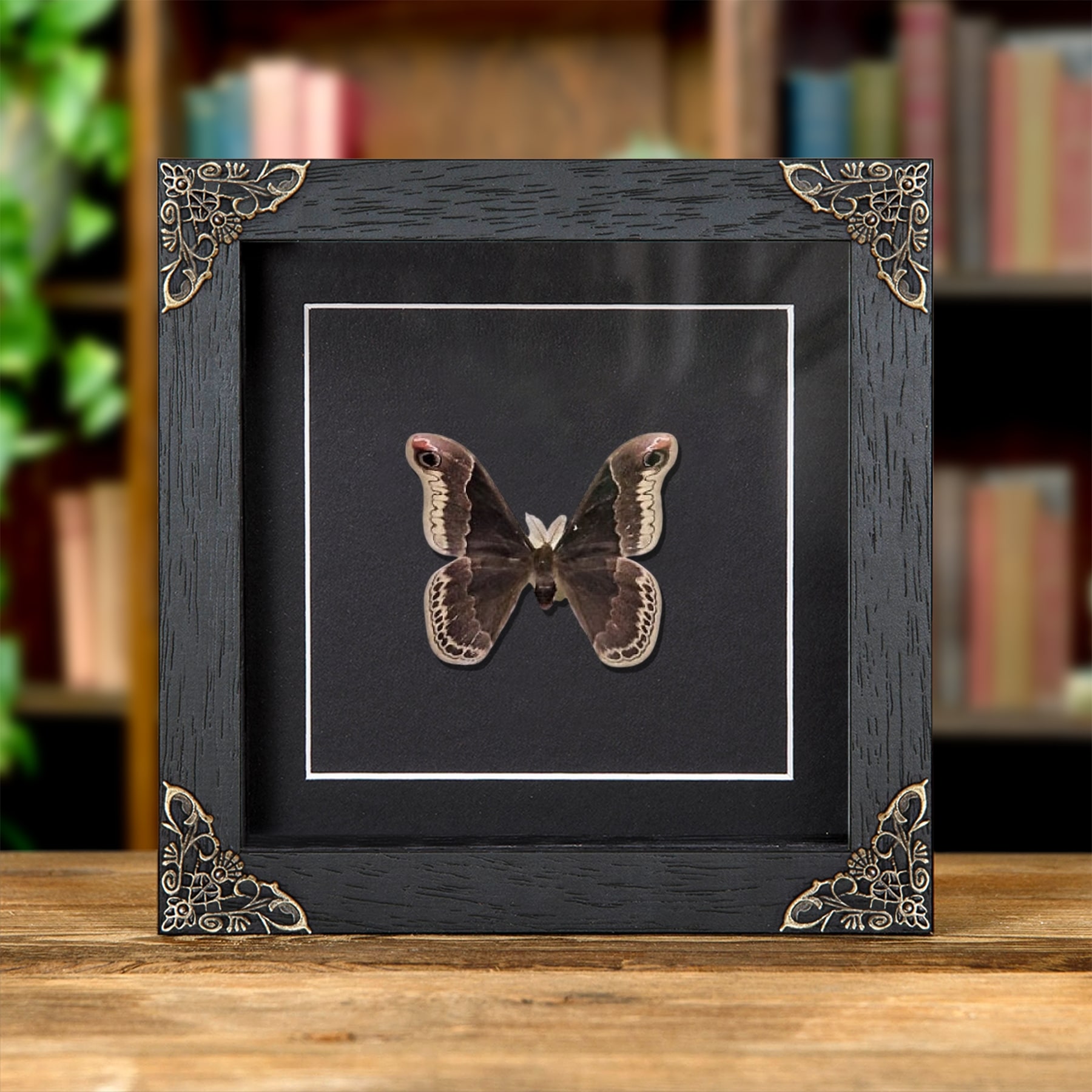 Minibeast Promethea Silkmoth In Baroque Style Frame (Callosamia promethea)