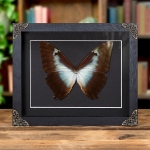 Minibeast Cisseis morpho Butterfly In Baroque Style Frame (Morpho cisseis)