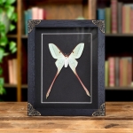 Minibeast Female Chinese Moon Moth In Baroque Style Frame (Actias dubernardi)