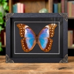 Minibeast Female Giant Blue Morpho Butterfly In Baroque Style Frame (Morpho didius)