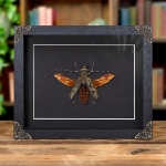 Minibeast Giant Spread Longhorn Beetle In Baroque Style Frame (Pseudomeges marmoratus)