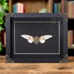 Minibeast White Ghost Cicada In Baroque Style Frame (Ayuthia spectabilis)