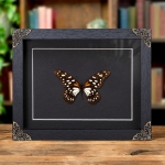 Minibeast Regal Swallowtail In Baroque Style Frame (Papilio rex)