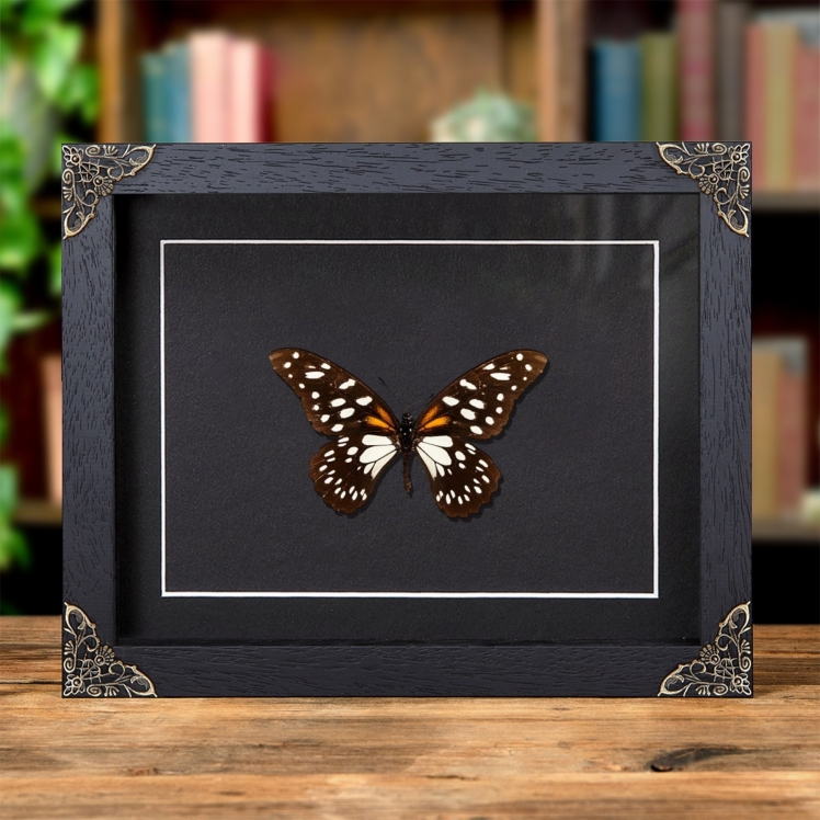 Regal Swallowtail In Baroque Style Frame (Papilio rex) Regal Swallowtail In Baroque Style Frame (Papilio rex)
