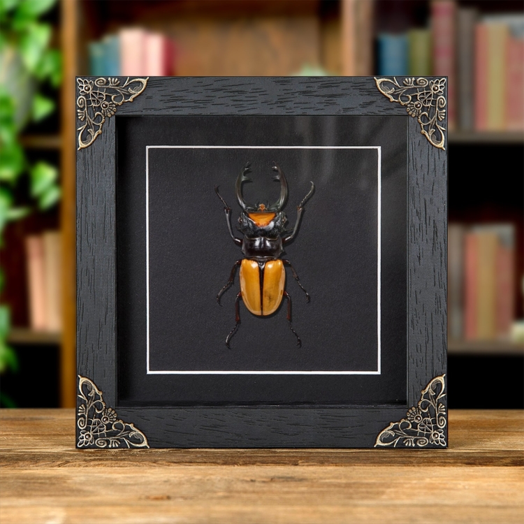 Stag Beetle In Baroque Style Frame (Odontolabis lacordairei)