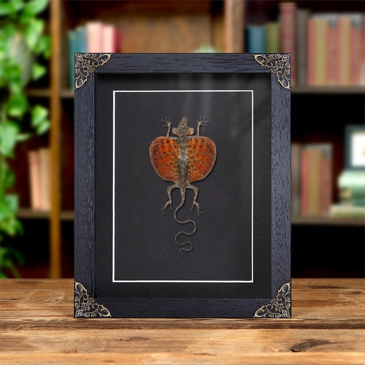 Flying Lizard In Baroque Style Frame (Draco haematopogon)