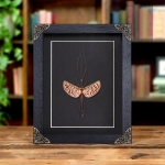 Minibeast Pink Stick Insect In Baroque Style Frame (Diesbachia tamyris)