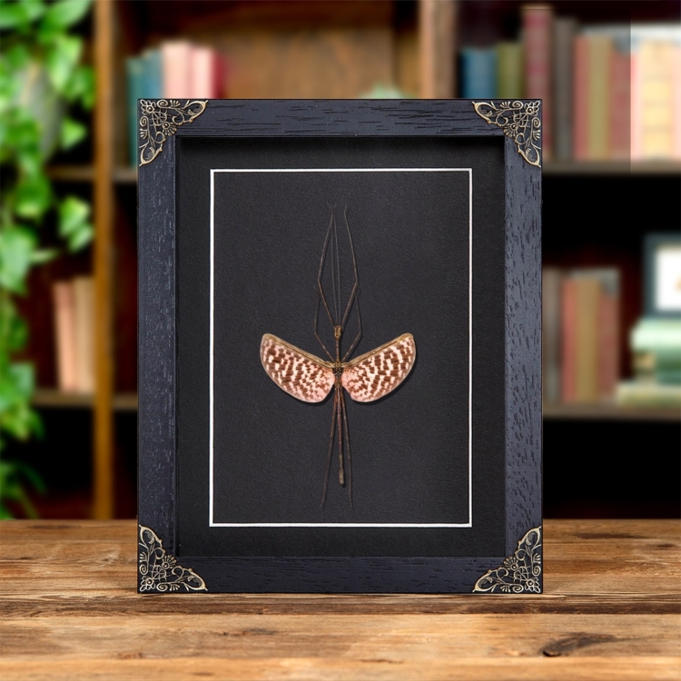 Pink Stick Insect In Baroque Style Frame (Diesbachia tamyris)