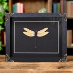Minibeast Dragonfly In Baroque Style Frame (Anax sp)