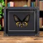 Minibeast Rippons Birdwing In Baroque Style Frame (Troides hypolitus)