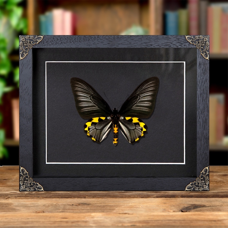 Rippons Birdwing In Baroque Style Frame (Troides hypolitus)