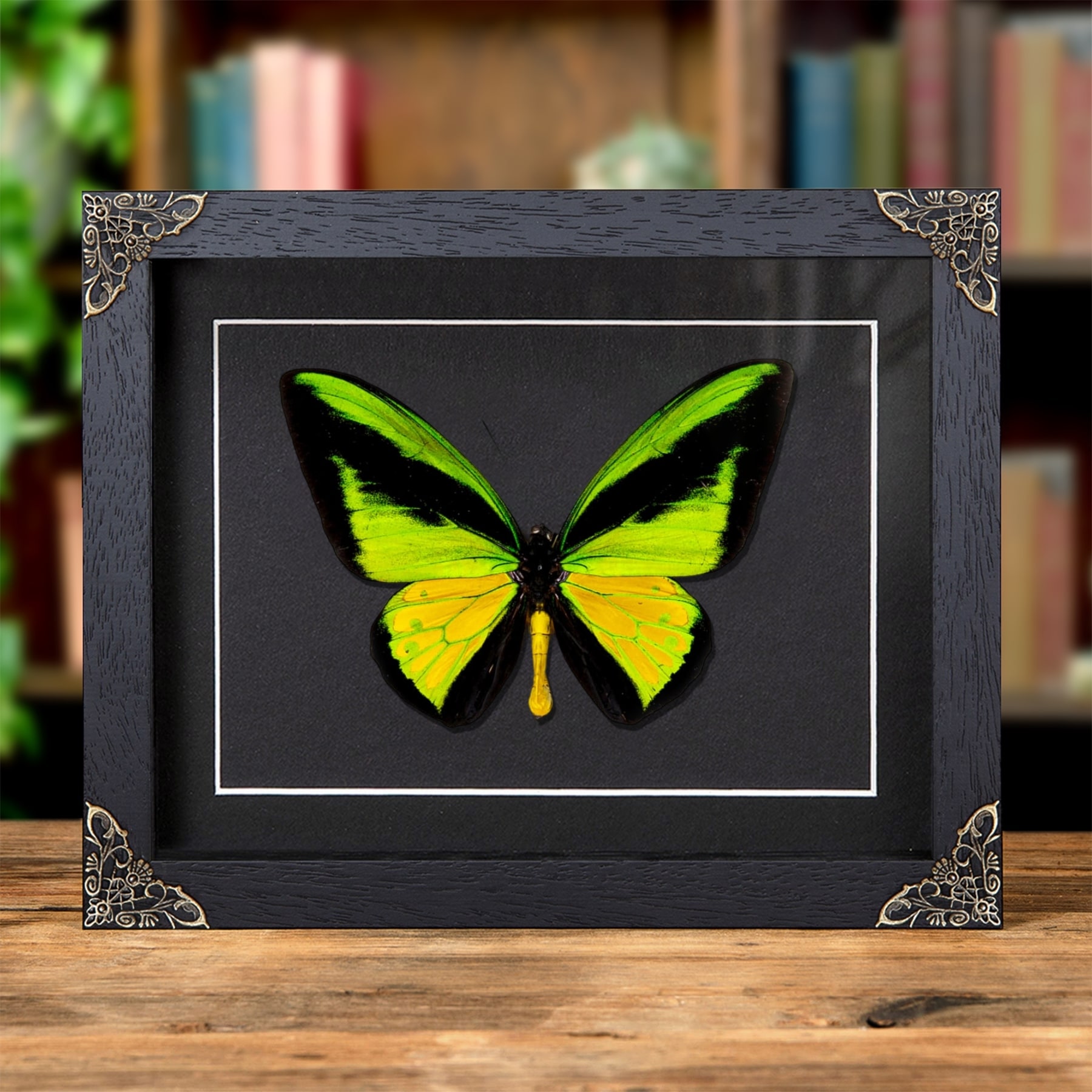Minibeast La farfalla ali d'uccello Golia in cornice barocca (Ornithoptera goliath procus)