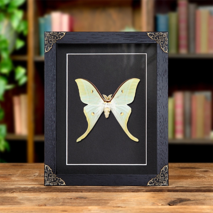 Chinese Moon Moth In Baroque Style Frame (Actias ningpoana)