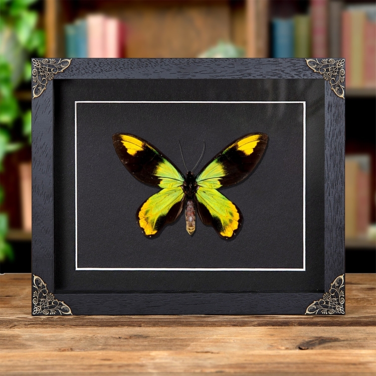 The Queen Victoria's Birdwing In Baroque Style Frame (Ornithoptera victoriae)