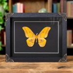 Minibeast Yellow Emperor In Baroque Style Frame Gonimbrasia Dione(Nudaurelia)
