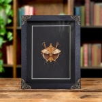 Minibeast Dead Leaf Mantis In Baroque Style Frame (Deroplatys lobata)