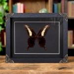 Minibeast Papilio oenomaus In Baroque Style Frame (Papilio oenomaus)