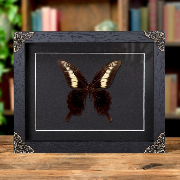 Papilio oenomaus In Baroque Style Frame (Papilio oenomaus)
