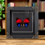 Minibeast Claudina Agrias Butterfly In Baroque Style Frame (Agrias claudina)