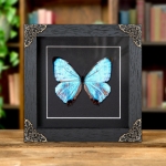 Minibeast Sulkowsky's Morpho Butterfly In Baroque Style Frame (Morpho sulkowskyi)