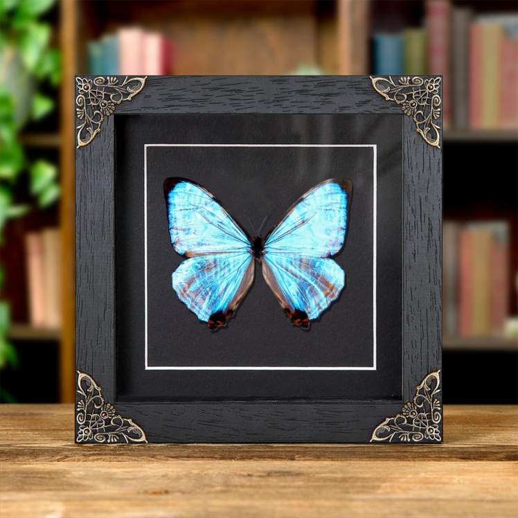 Sulkowsky's Morpho Butterfly In Baroque Style Frame (Morpho sulkowskyi) Sulkowsky's Morpho Butterfly In Baroque Style Frame (Morpho sulkowskyi)