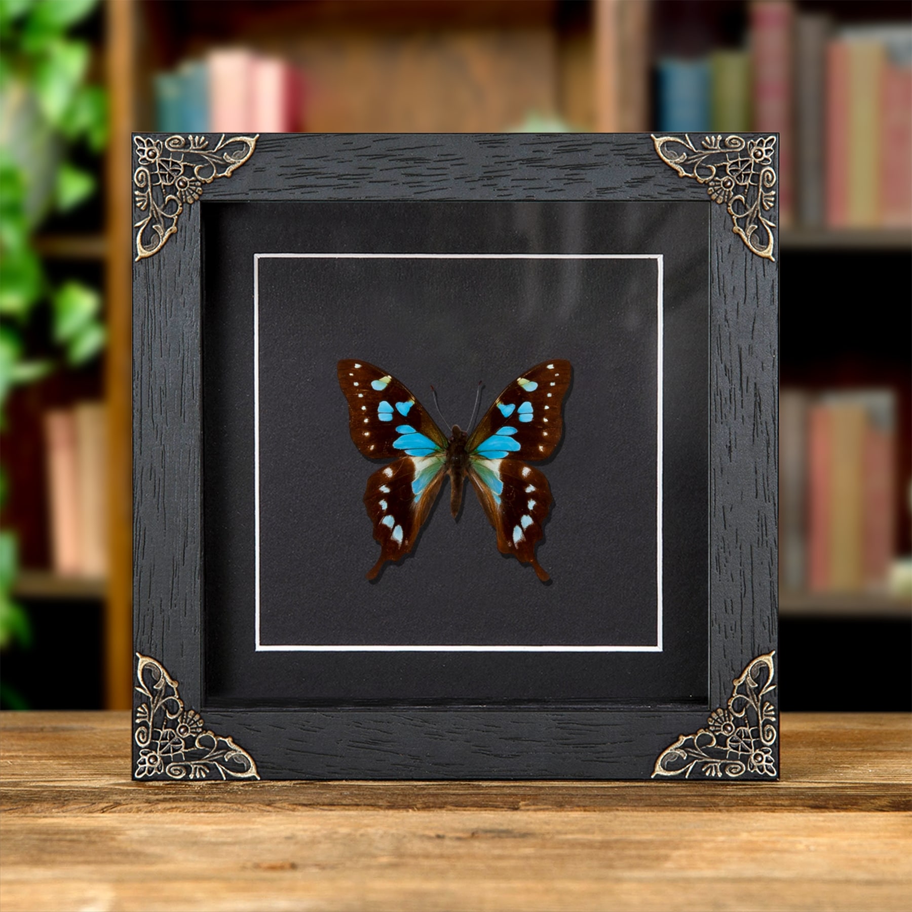 Minibeast Tropical Blue Swallowtail Butterfly In Baroque Style Frame (Graphium stresemanni)