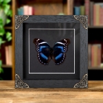 Minibeast Tropical Brush-foot Butterfly In Baroque Style Frame (Hypolimnas antevorta)