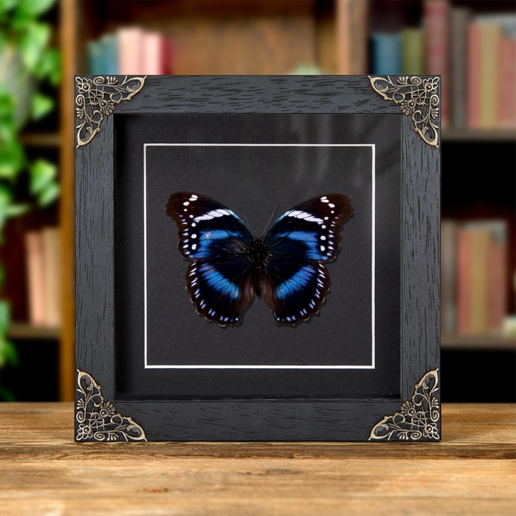 Tropical Brush-foot Butterfly In Baroque Style Frame (Hypolimnas antevorta) Tropical Brush-foot Butterfly In Baroque Style Frame (Hypolimnas antevorta)