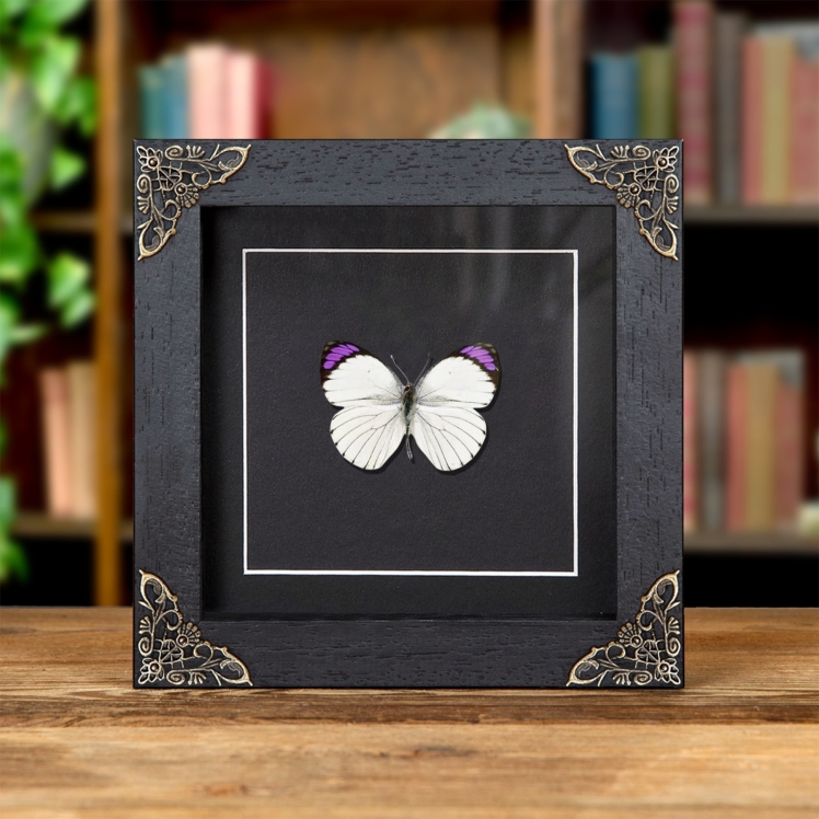 Bushveld Purple Tip Butterfly In Baroque Style Frame (Colotis ione) Bushveld Purple Tip Butterfly In Baroque Style Frame (Colotis ione)