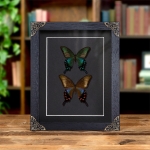 Minibeast Chinese Peacock Pair In Baroque Style Frame (Papilio bianor dehaani)