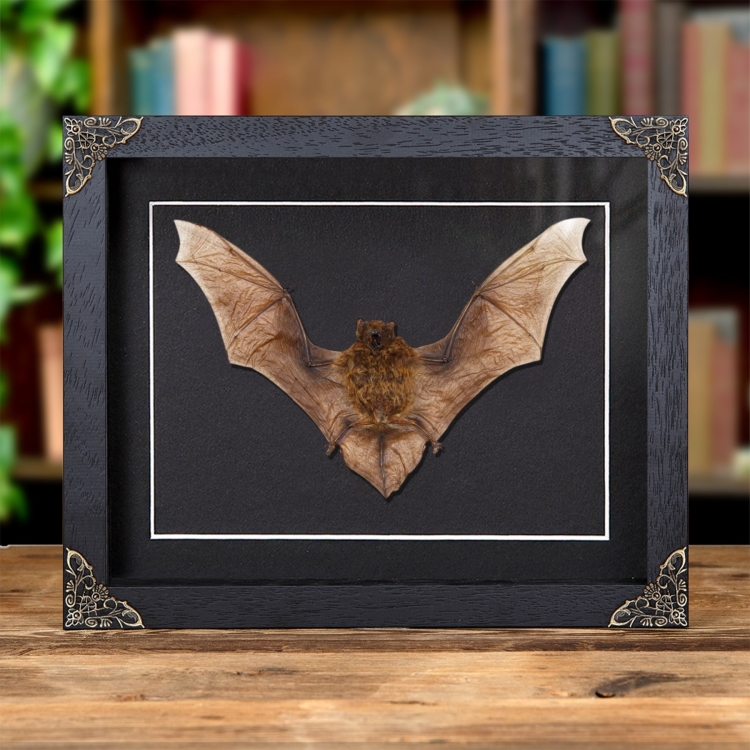 Java Pipistrelle Bat In Baroque Style Frame (Pipistrellus javanicus)