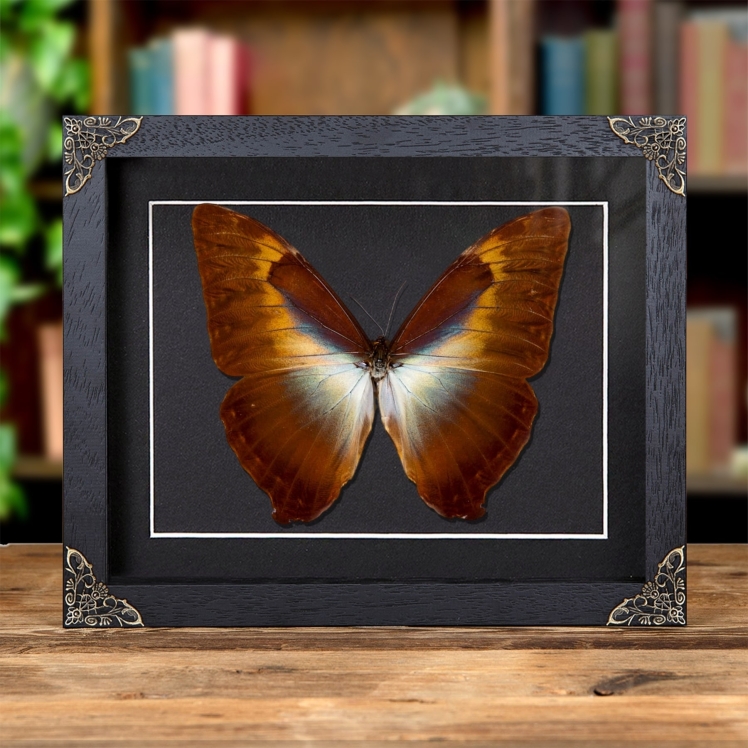 Morpho Cisseis Orange Form Butterfly In Baroque Style Frame (Morpho cisseis gahua)