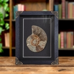Minibeast Large Cut & Polished Ammonite Fossil In Baroque Style Frame (Cleoniceras sp)