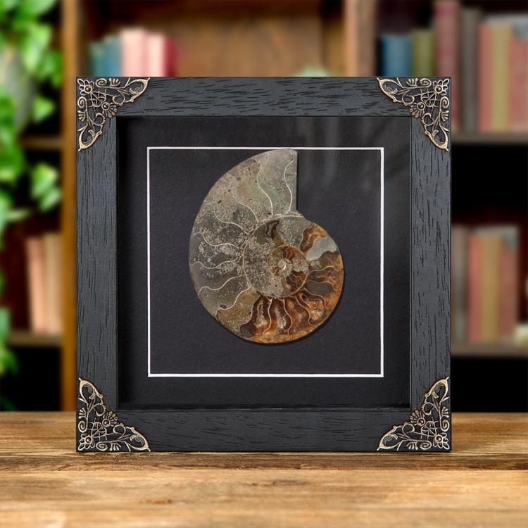 Cut & Polished Ammonite Fossil In Baroque Style Frame (Cleoniceras sp)