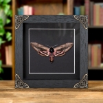 Minibeast Privet Hawk Moth In Baroque Style Frame (Sphinx ligustri)