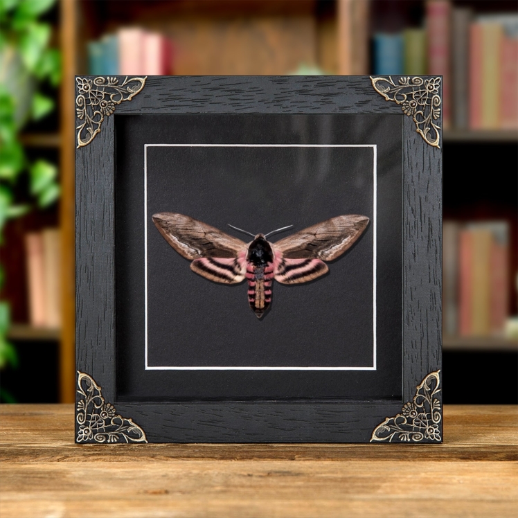 Privet Hawk Moth In Baroque Style Frame (Sphinx ligustri)