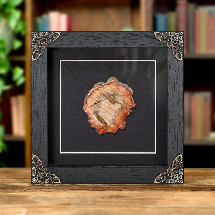 Petrified Wood In Baroque Style Frame (Araucarioxylon arizonicum)