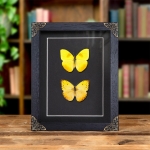 Minibeast Orange-barred Sulphur Butterfly Pair In Baroque Style Frame (Phoebis philea)