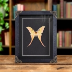 Minibeast Rarely Seen Pink Spirit Moth In Baroque Style Frame (Actias rhodopneuma)