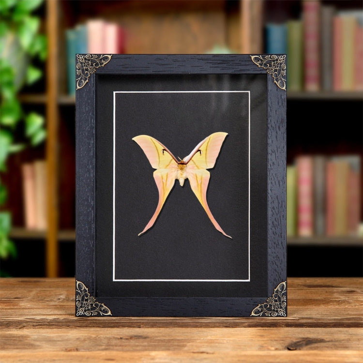 Rarely Seen Pink Spirit Moth In Baroque Style Frame (Actias rhodopneuma)