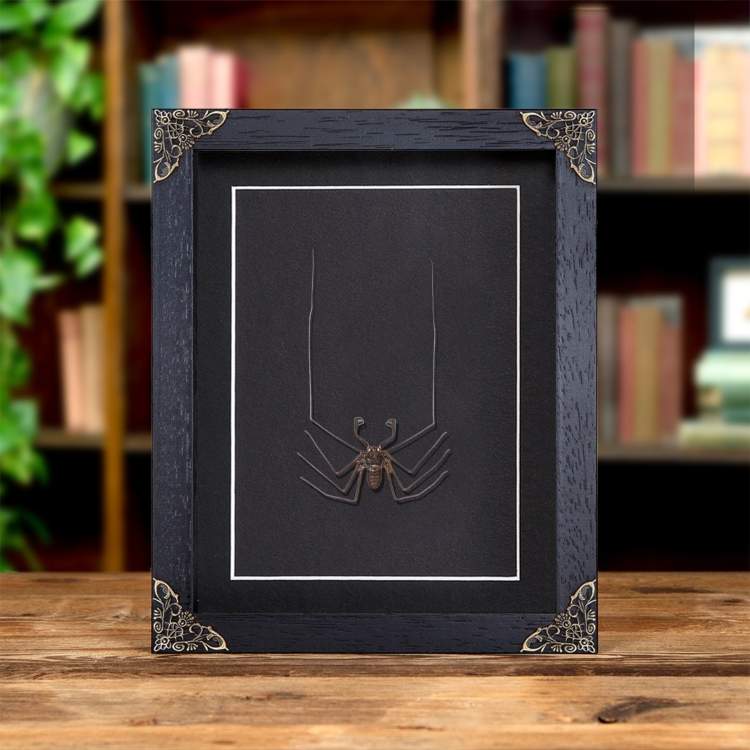 Tailless Whip Scorpion In Baroque Style Frame (Amblypygi sp)
