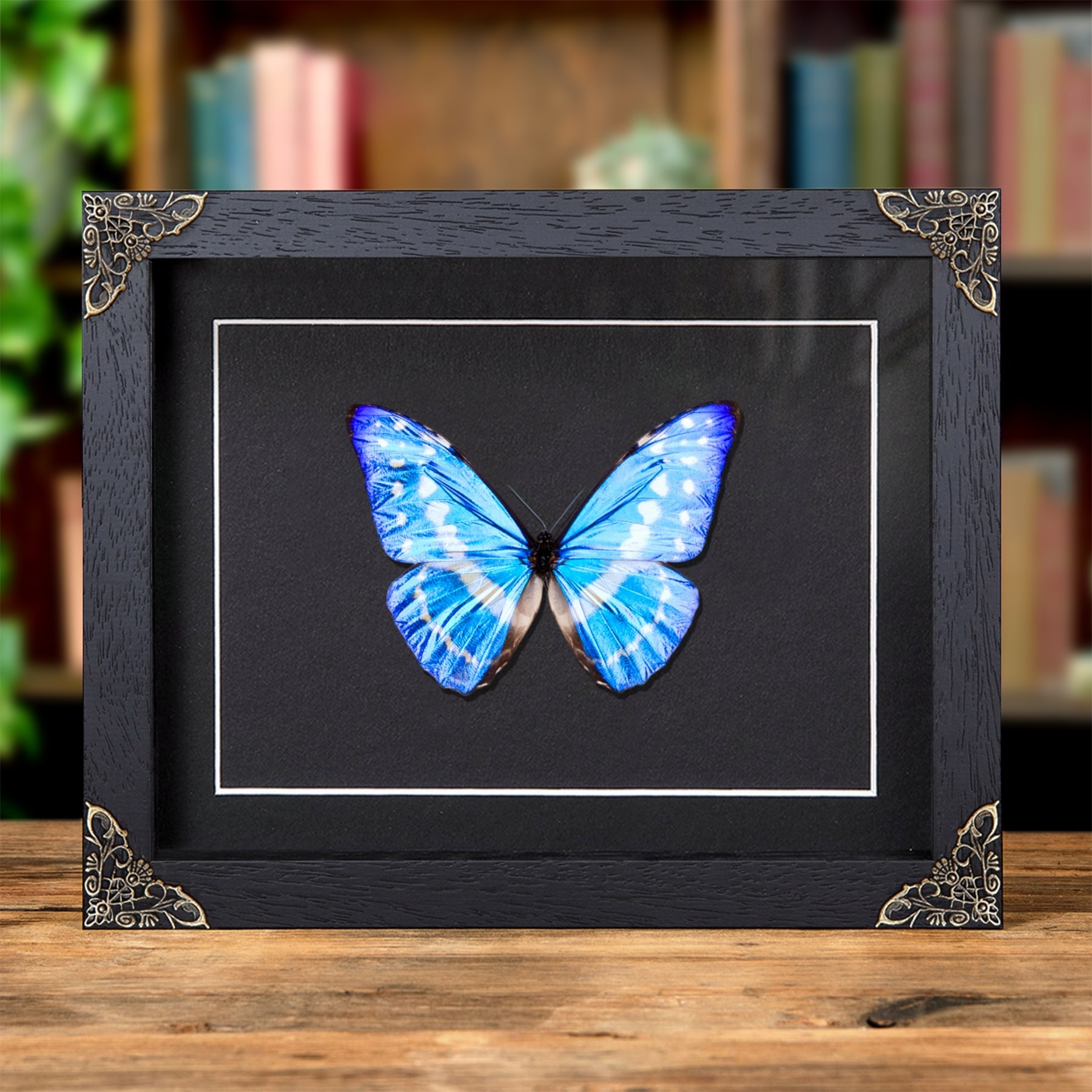 Minibeast Cypris Morpho Butterfly In Baroque Style Frame (Morpho cypris)