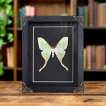 Minibeast Female Indian Moon Moth In Baroque Style Frame (Actias selene)